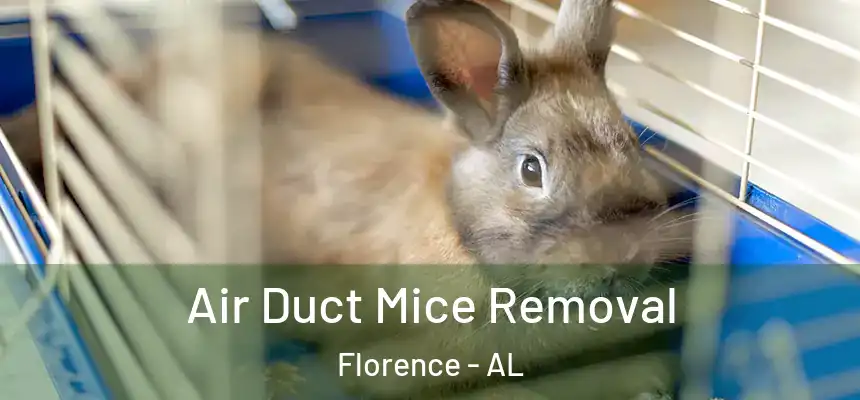 Air Duct Mice Removal Florence - AL